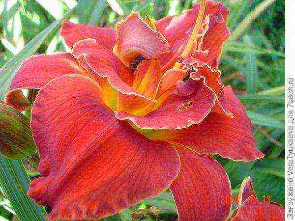 daylilies ปลูกและดูแลในทุ่งโล่งในไซบีเรีย