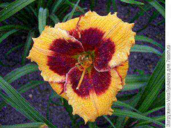 daylilies planting and care in the open field in siberia