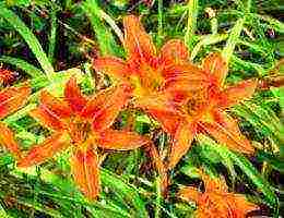 mga daylily na pagtatanim at pangangalaga sa bukas na bukid sa siberia