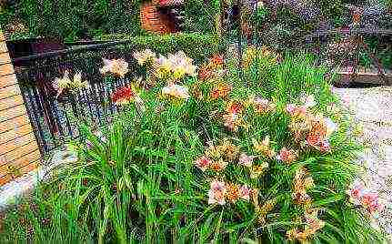 daylilies planting and care in the open field in siberia