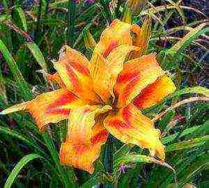 daylilies planting and care in the open field in siberia