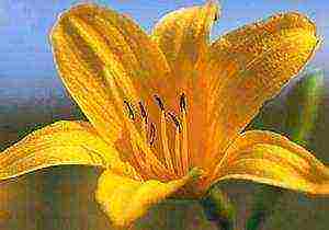 daylilies ปลูกและดูแลในทุ่งโล่งในไซบีเรีย