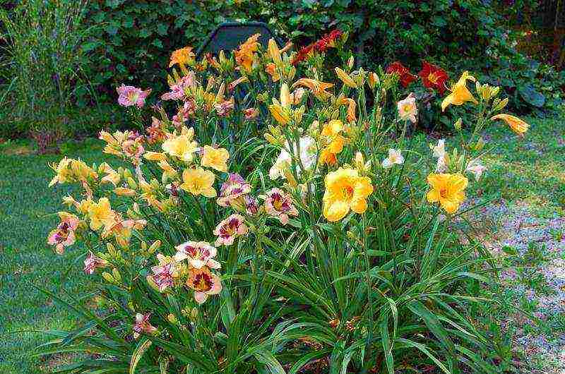 daylilies ปลูกและดูแลในทุ่งโล่งในไซบีเรีย