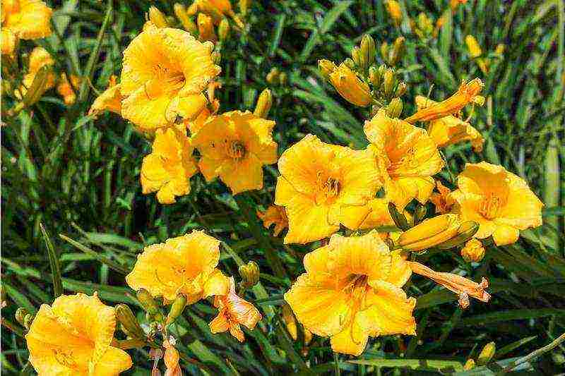 daylilies planting and care in the open field in siberia