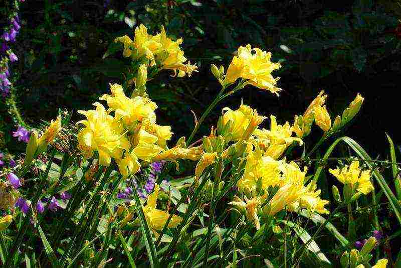 daylilies planting and care in the open field in siberia