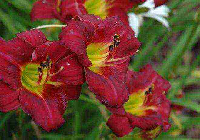 daylilies planting and care in the open field in siberia