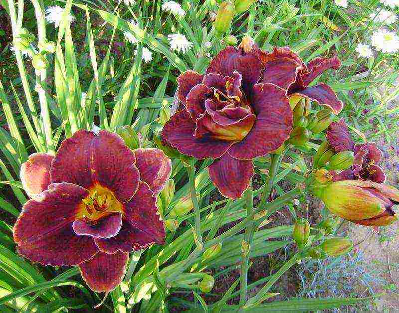 daylilies ปลูกและดูแลในทุ่งโล่งในไซบีเรีย