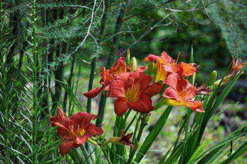 daylilies planting and care in the open field in siberia