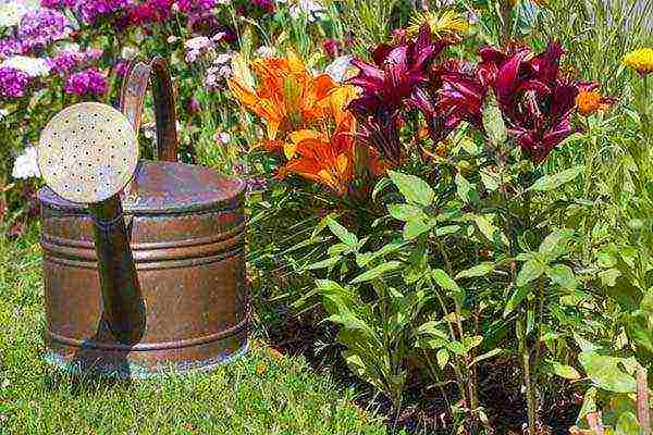 lilies planting and care in the open field in the Urals in spring