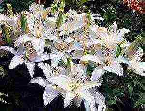 lilies planting and care in the open field in the Urals in spring