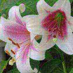 lilies planting and care in the open field in the Urals in spring