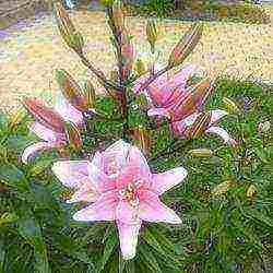 lilies planting and care in the open field in the Urals in spring