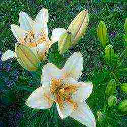 lilies planting and care in the open field in the Urals in spring