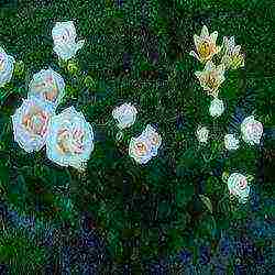 lilies planting and care in the open field in the Urals in spring