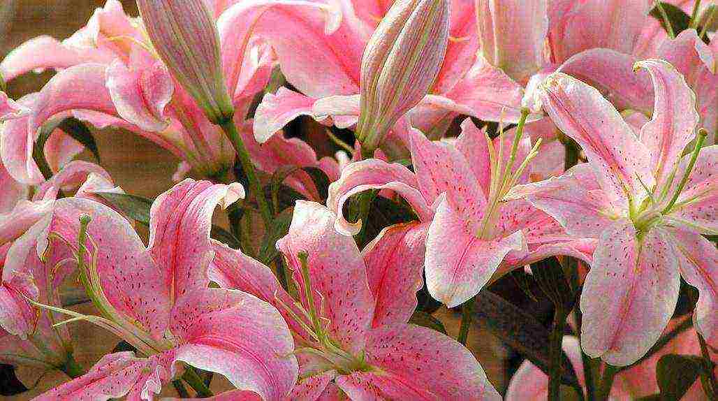 lilies planting and care in the open field in the Urals in spring