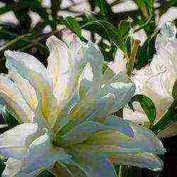 lilies planting and care in the open field in the Urals in spring