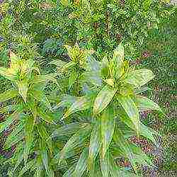 lilies planting and care in the open field in the Urals in spring