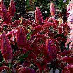 lilies planting and care in the open field in the Urals in spring