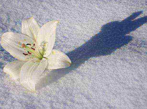 lilies planting and care in the open field preparing for winter