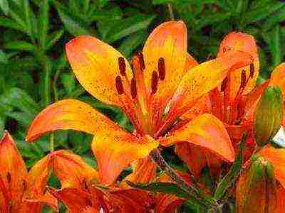 lilies planting and care in the open field preparing for winter