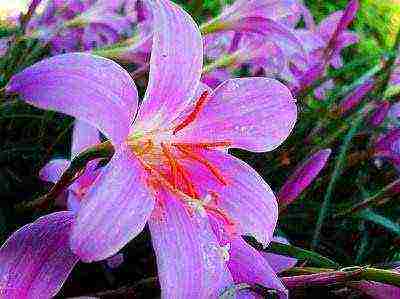 lilies planting and care in the open field preparing for winter