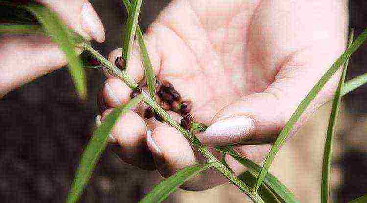 lily planting and care in the open field for beginners