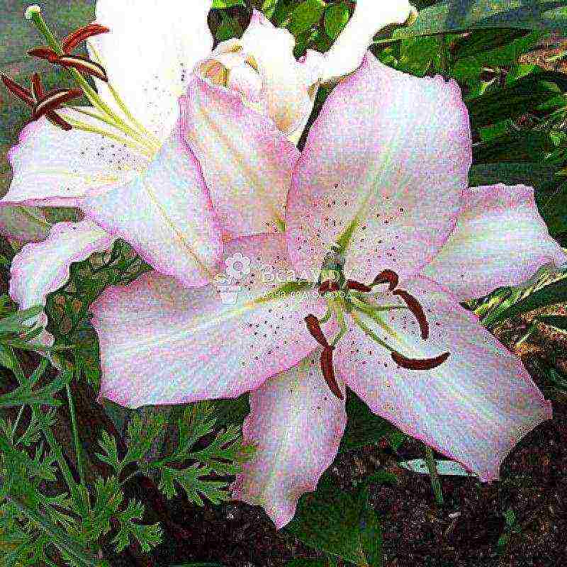 lily planting and care in the open field for beginners