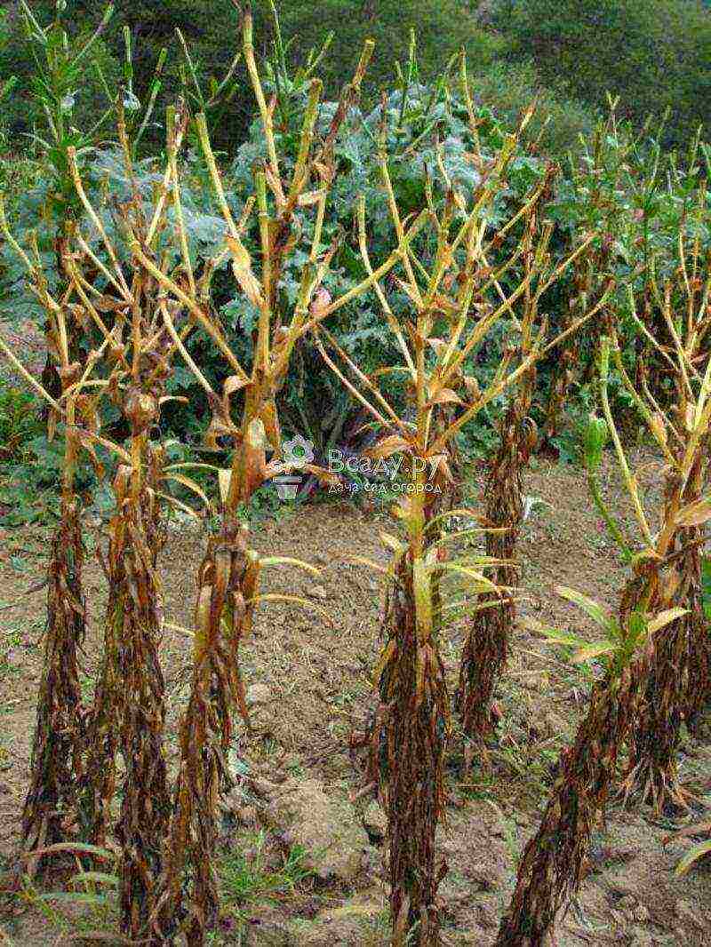 lily planting and care in the open field for beginners