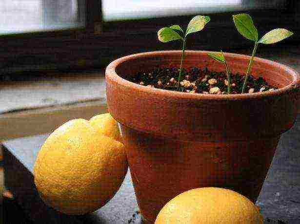 lemon tree from seeds how to grow properly