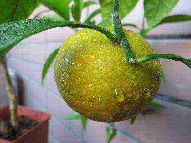 lemon tree from seeds how to grow properly