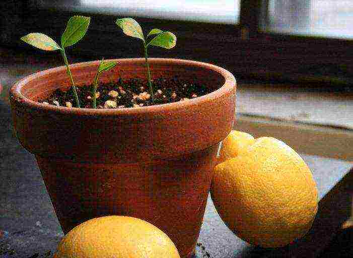 lemon tree from seeds how to grow properly