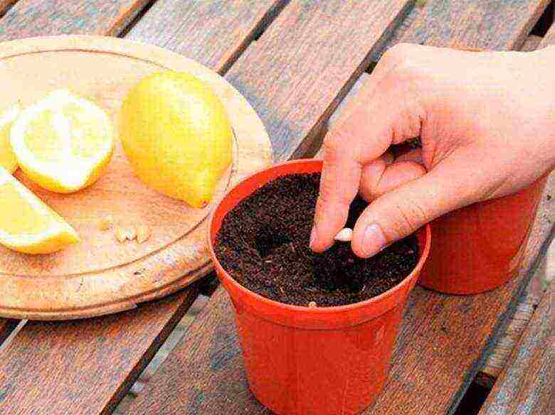 lemon tree from seeds how to grow properly