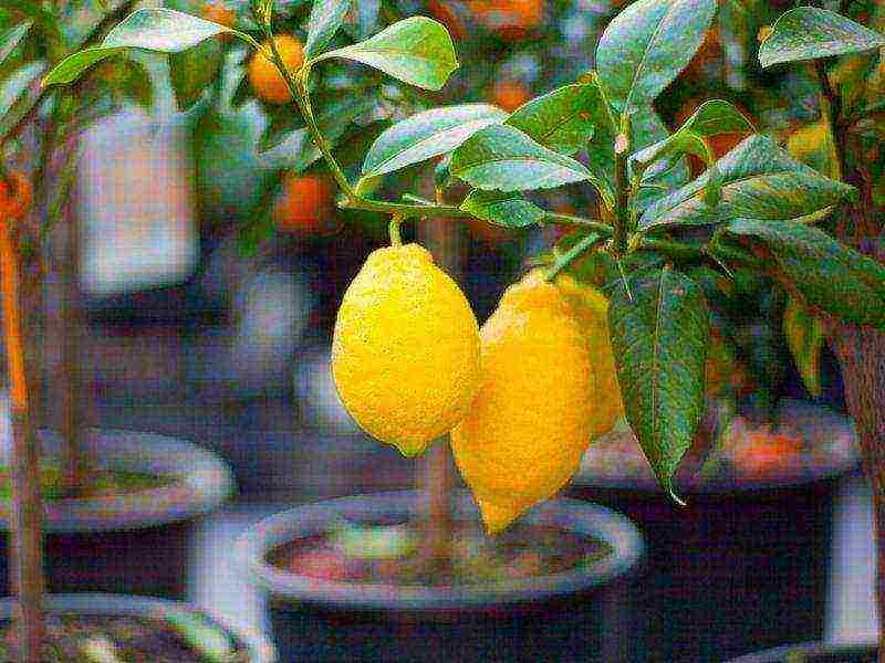 lemon tree from seeds how to grow properly