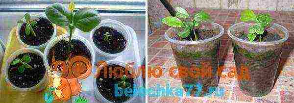 lemon tree from seeds how to grow properly