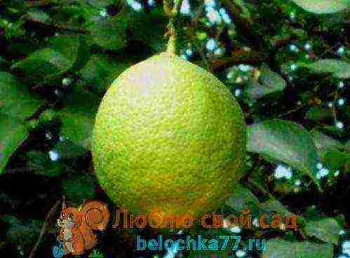 lemon tree from seeds how to grow properly