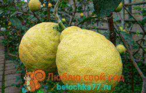 lemon tree from seeds how to grow properly