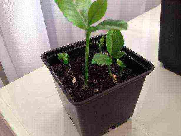 lemon tree from seeds how to grow properly