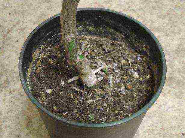 lemon tree from seeds how to grow properly