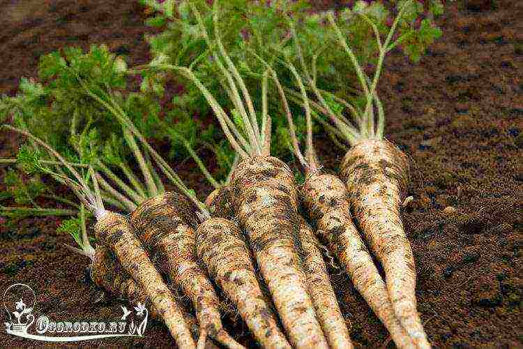 leaf parsley best varieties