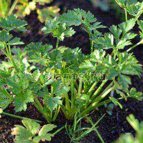 leaf parsley best varieties