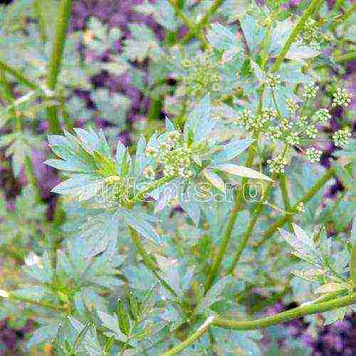 leaf parsley best varieties