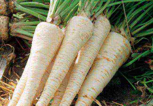 leaf parsley best varieties