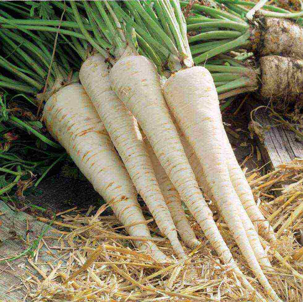 leaf parsley best varieties