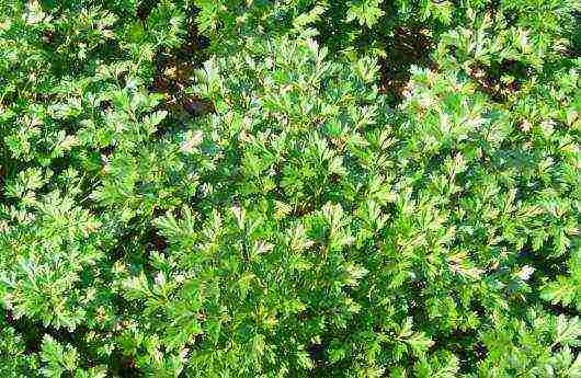 leaf parsley best varieties