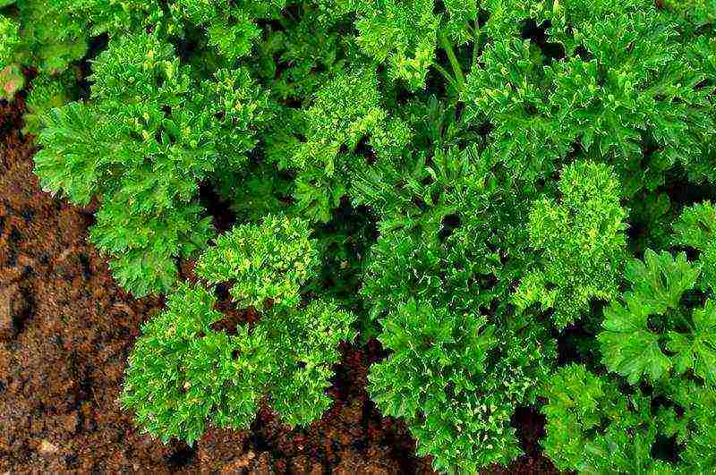 leaf parsley best varieties