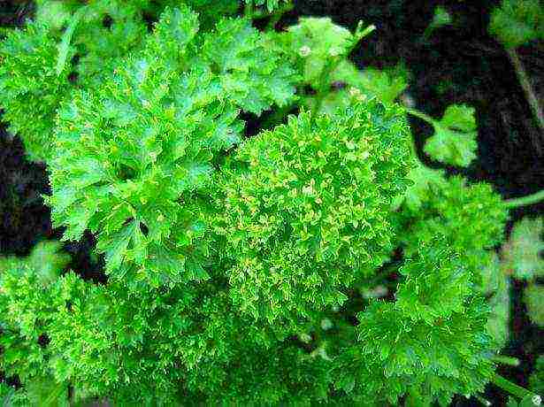 leaf parsley best varieties