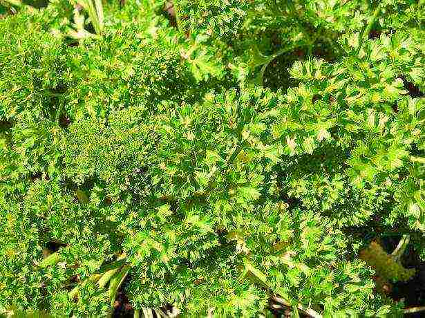 leaf parsley best varieties