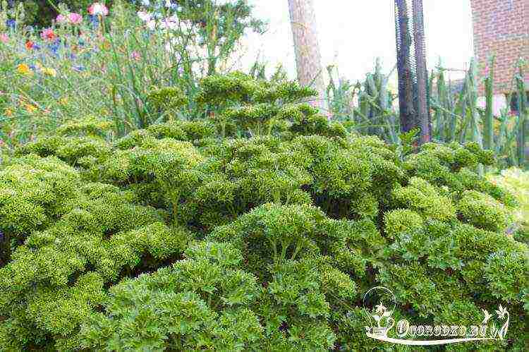 leaf parsley best varieties