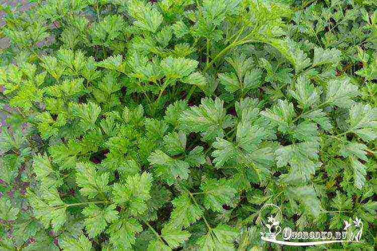 leaf parsley best varieties