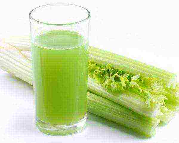 leafy celery best varieties